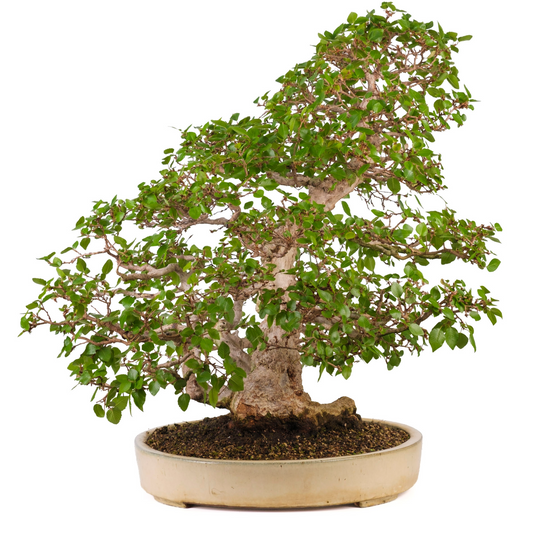 Carpinus coreana (Koreansk avnbøg), højde ~72cm