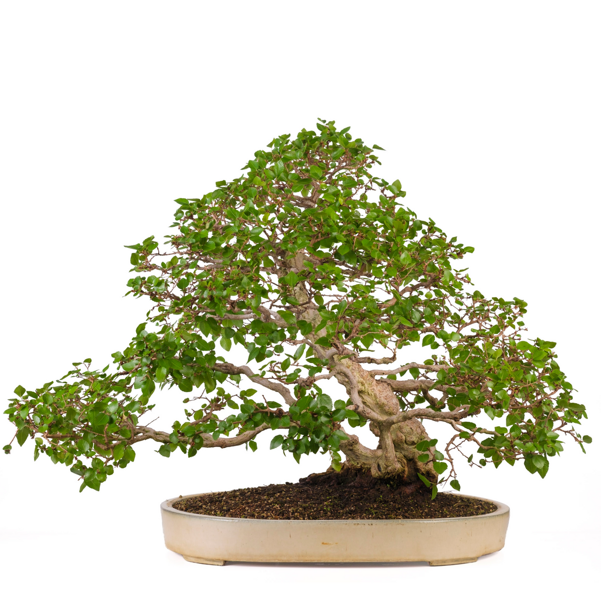 Carpinus coreana (Koreansk avnbøg), højde ~72cm