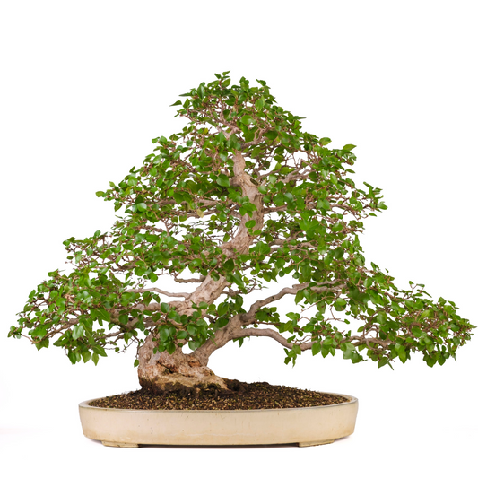 Carpinus coreana (Koreansk avnbøg), højde ~72cm