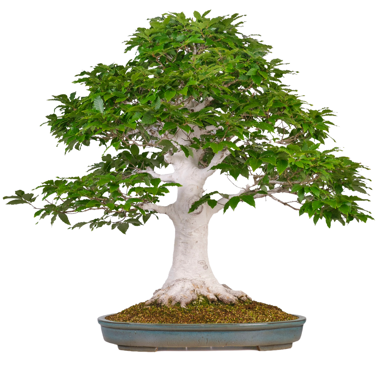 Fagus crenata (Japansk bøg) nr. 120, højde ~105cm