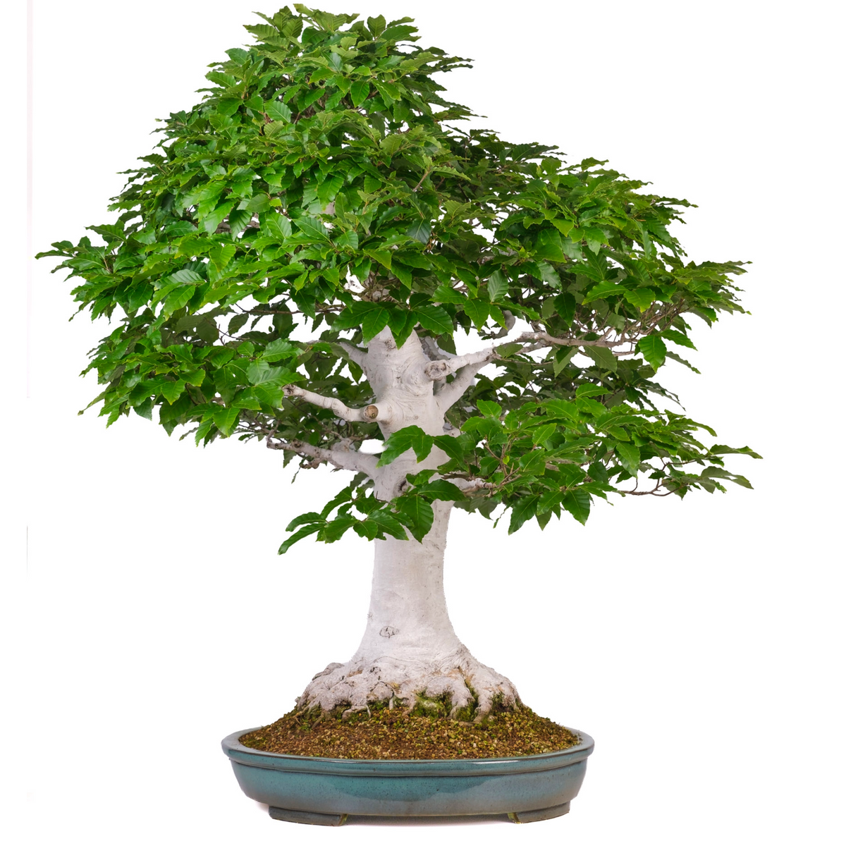 Fagus crenata (Japansk bøg) nr. 120, højde ~105cm