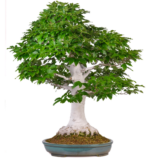 Fagus crenata (Japansk bøg) nr. 120, højde ~105cm
