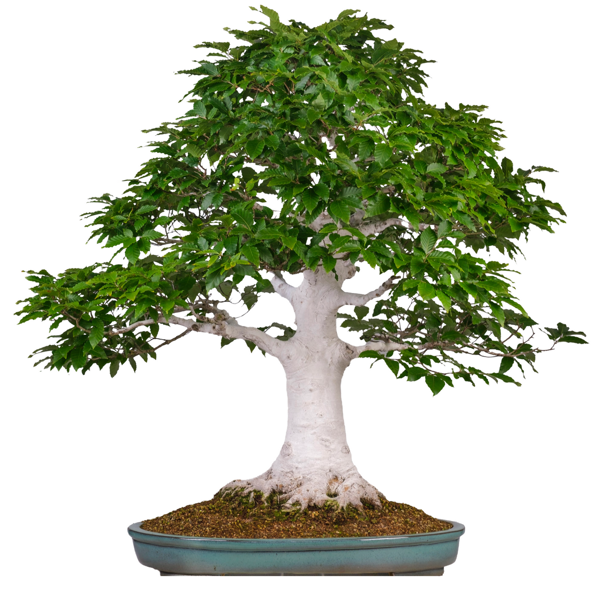 Fagus crenata (Japansk bøg) nr. 120, højde ~105cm