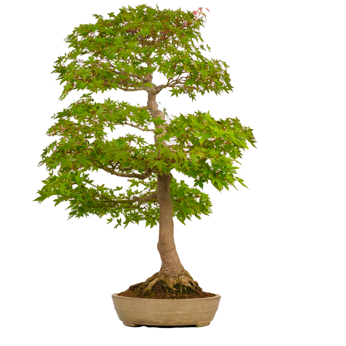 Acer palmatum (Japansk løn) nr. 39, højde ~90 cm
