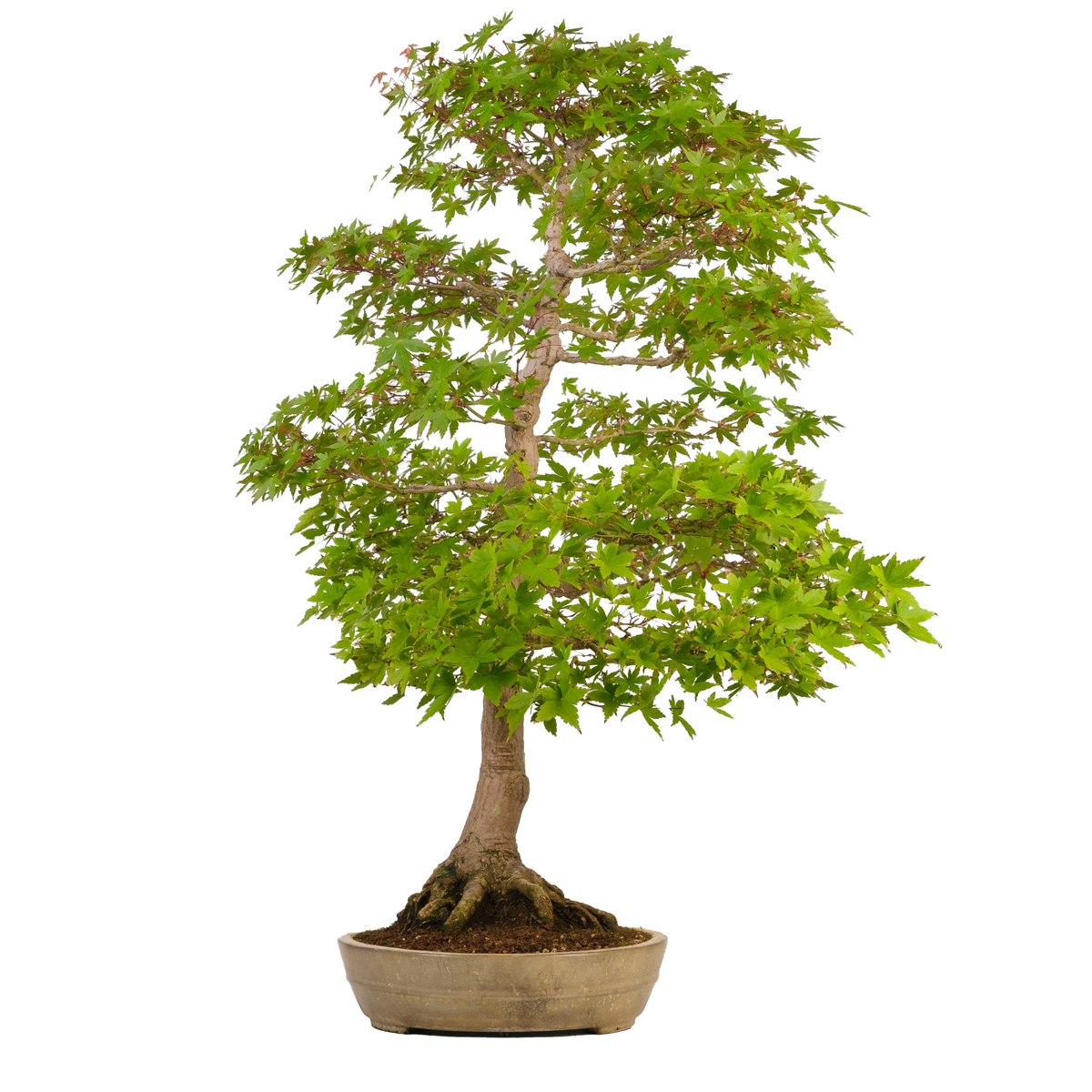 Acer palmatum (Japansk løn) nr. 39, højde ~90 cm