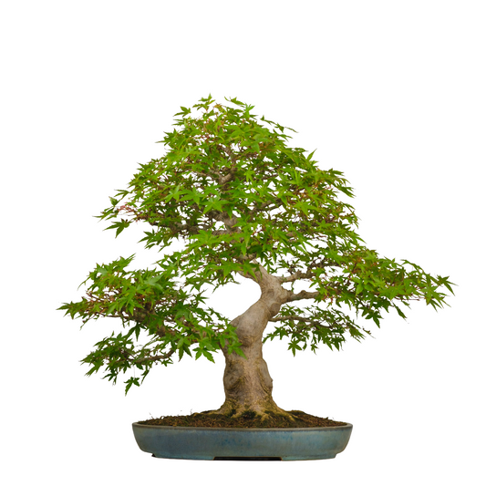 Acer palmatum (Japansk ahorn) nr. 54, højde ~65 cm
