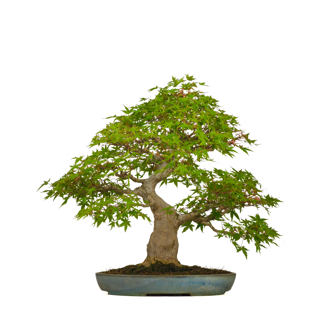 Acer palmatum (Japansk ahorn) nr. 54, højde ~65 cm