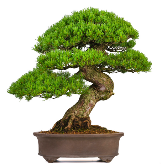 Pinus parviflora (japansk hvidfyr) nr. 3, højde ~80 cm