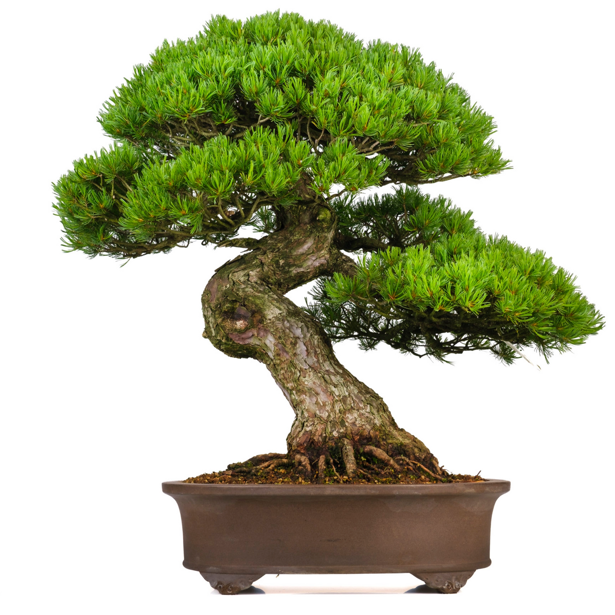 Pinus parviflora (japansk hvidfyr) nr. 3, højde ~80 cm