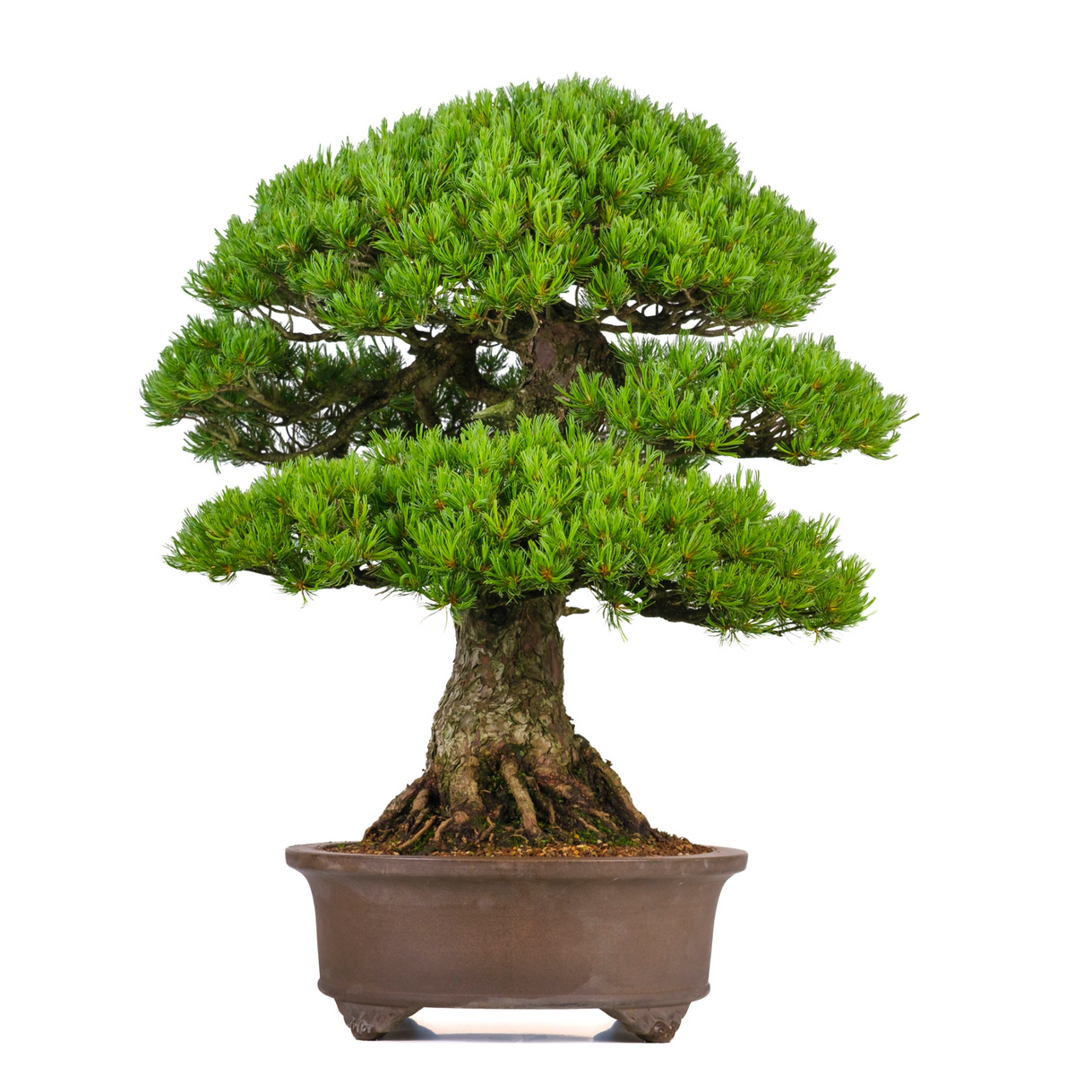 Pinus parviflora (japansk hvidfyr) nr. 3, højde ~80 cm