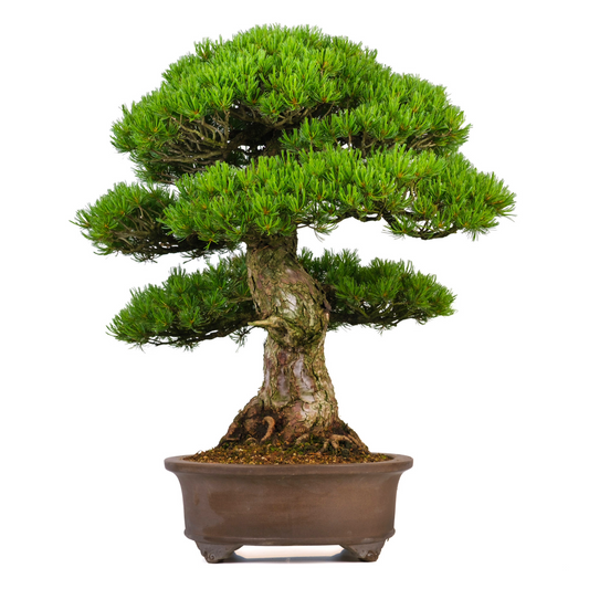 Pinus parviflora (japansk hvidfyr) nr. 3, højde ~80 cm