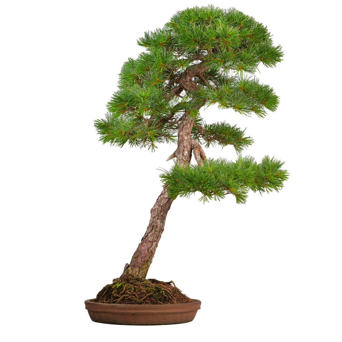 Pinus thunbergii (japansk sortfyr) nr. 51, højde ~112 cm