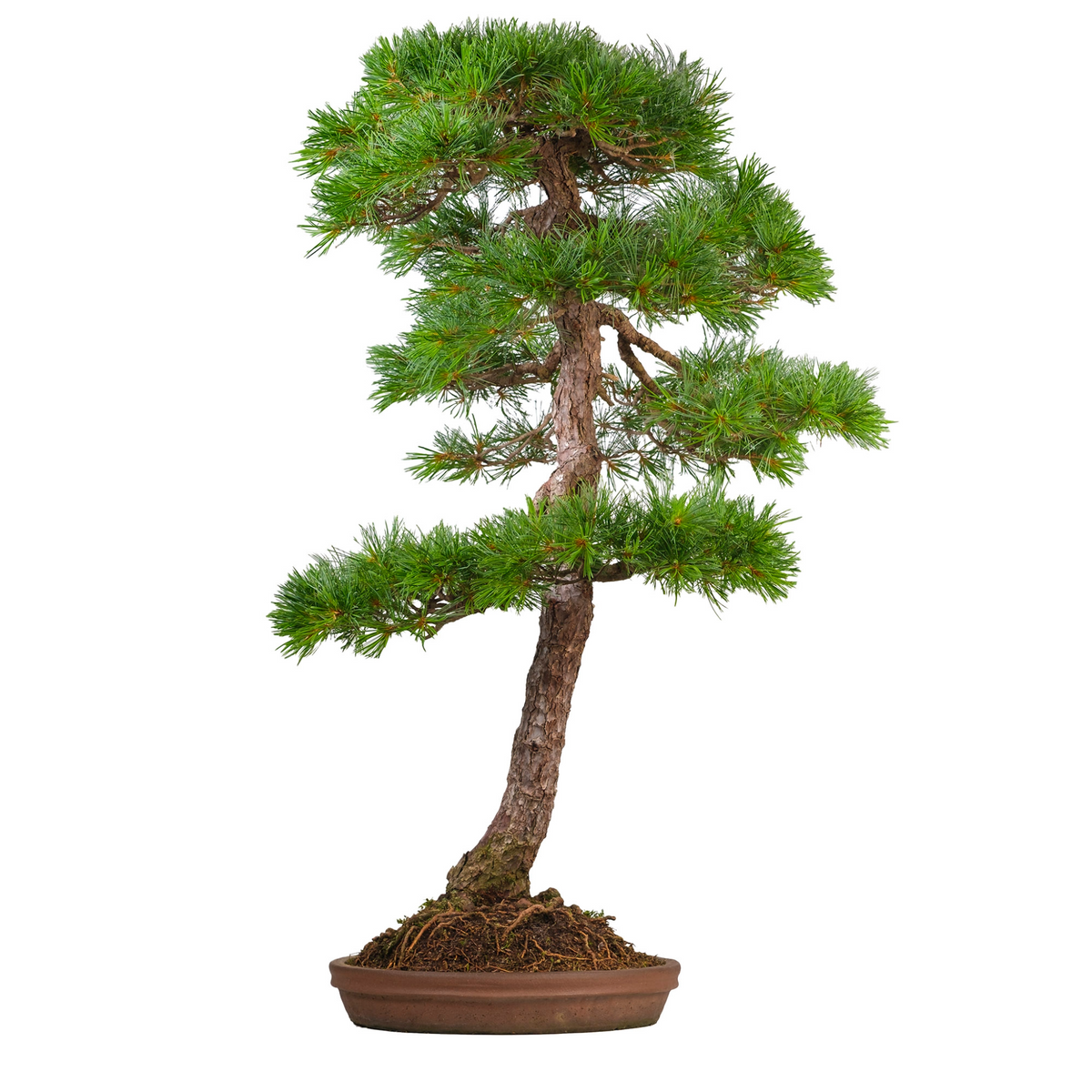 Pinus thunbergii (japansk sortfyr) nr. 51, højde ~112 cm