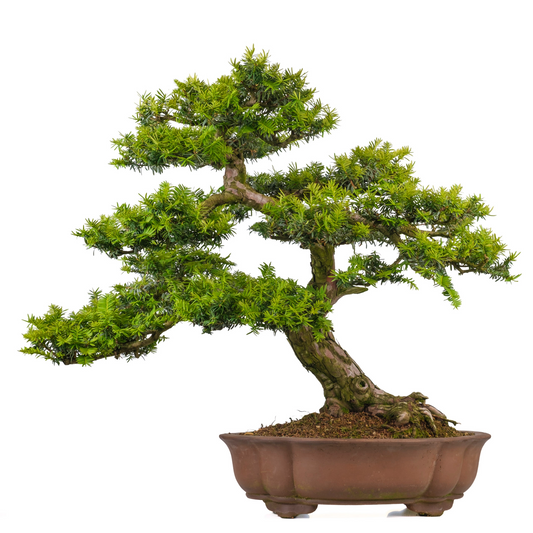 Taxus cuspidata (Japansk taks) nr. 102, højde ~75 cm