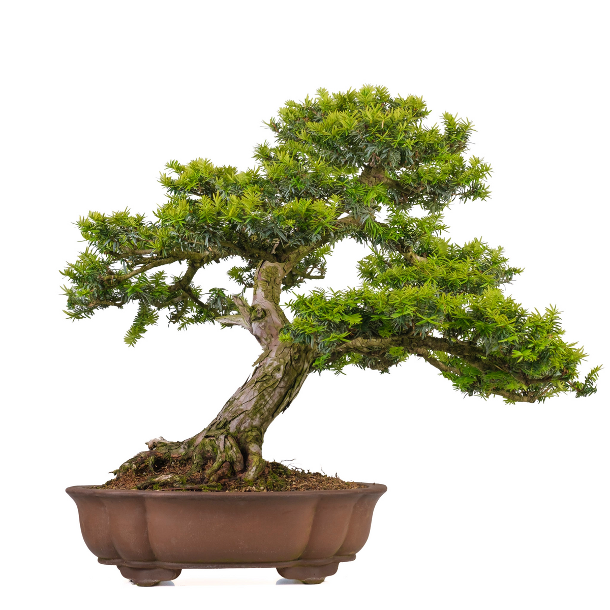 Taxus cuspidata (Japansk taks) nr. 102, højde ~75 cm