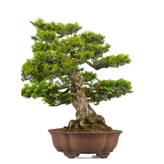 Taxus cuspidata (Japansk taks) nr. 102, højde ~75 cm