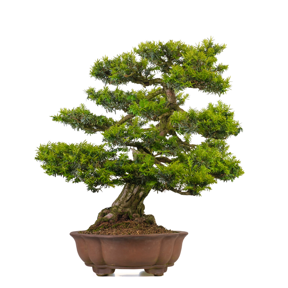 Taxus cuspidata (Japansk taks) nr. 102, højde ~75 cm