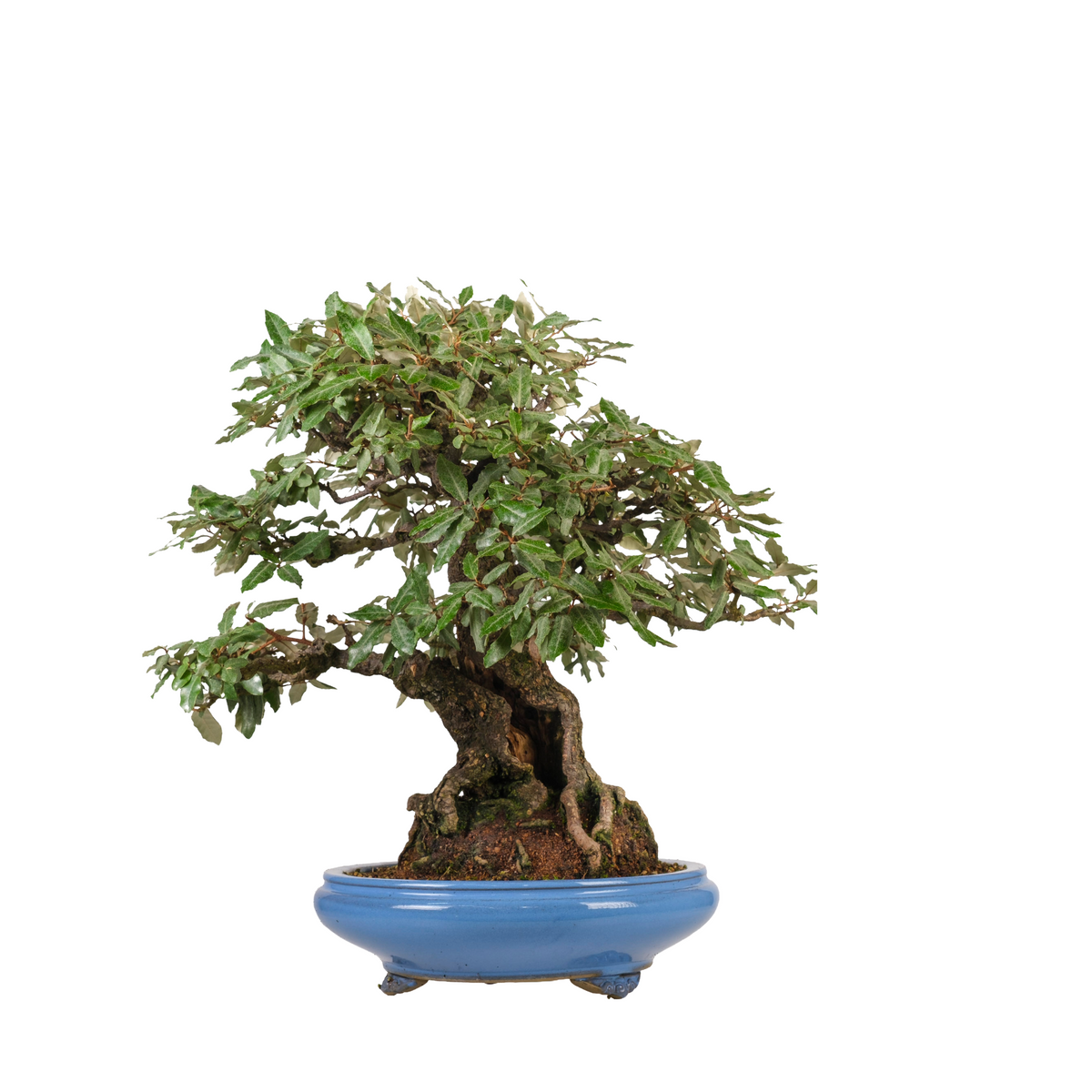Elaeagnus pungens (tornbladet sølvblad) nr. 118, højde ~60 cm