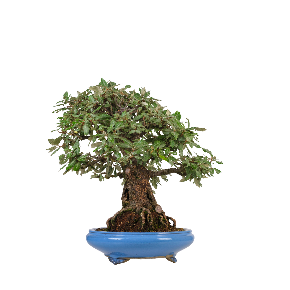 Elaeagnus pungens (tornbladet sølvblad) nr. 118, højde ~60 cm