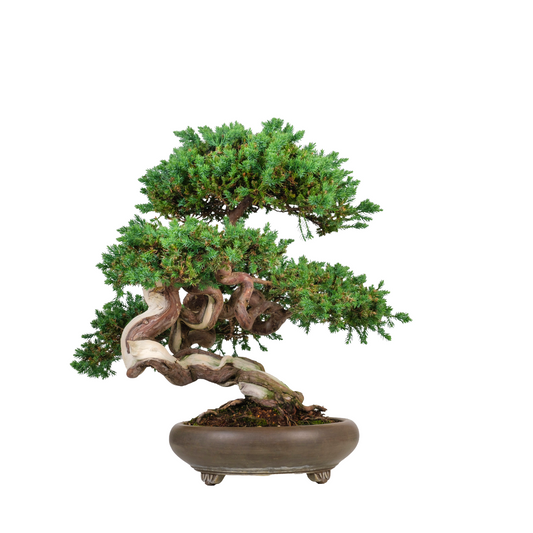 Juniperus procumbens (enebær) nr. 6, højde ~50 cm