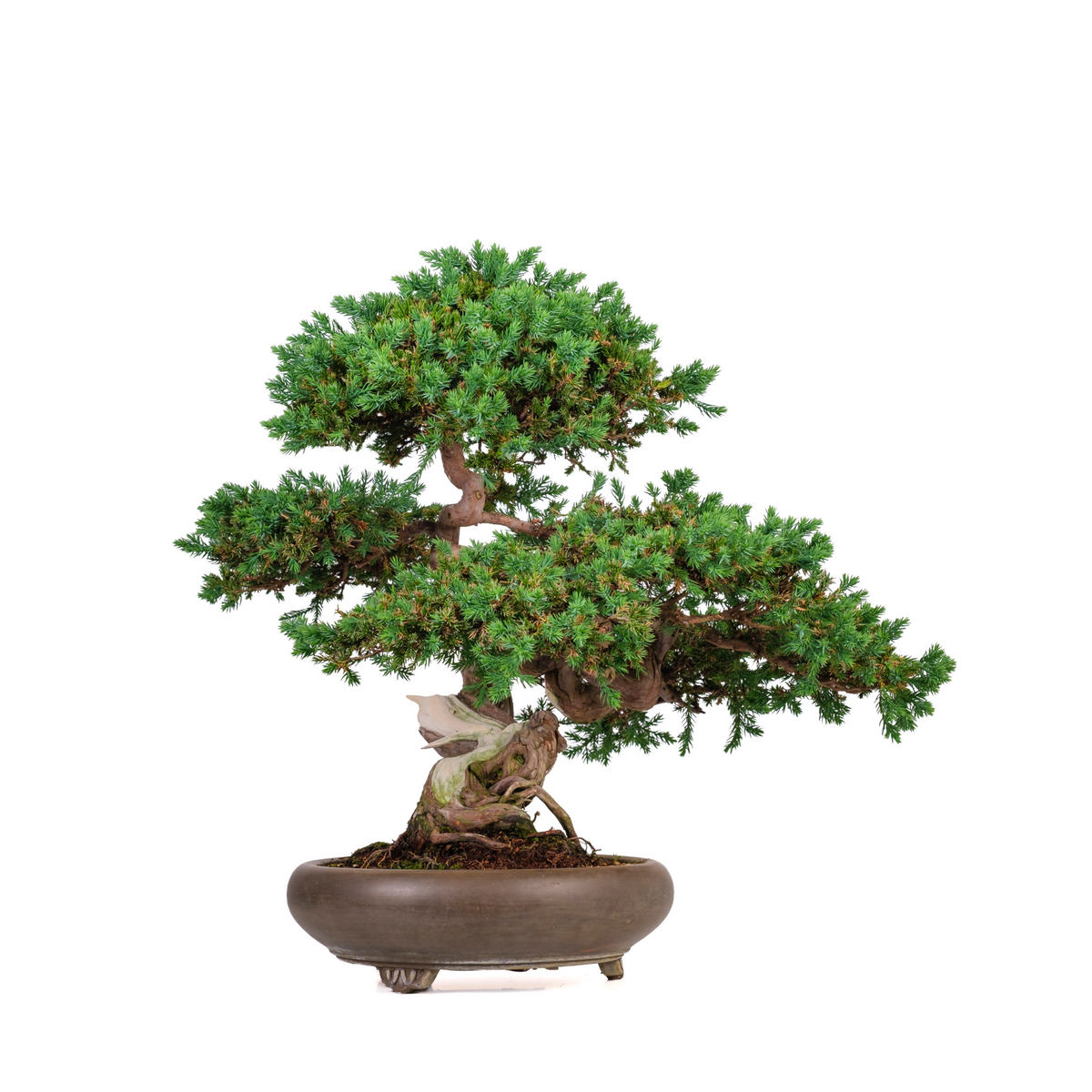 Juniperus procumbens (enebær) nr. 6, højde ~50 cm