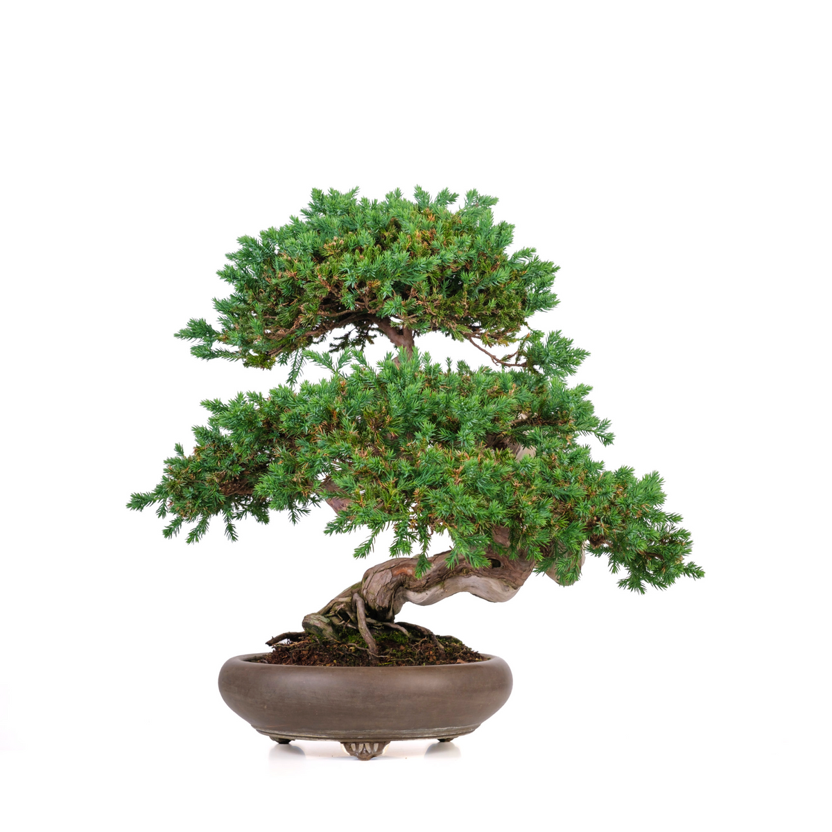 Juniperus procumbens (enebær) nr. 6, højde ~50 cm