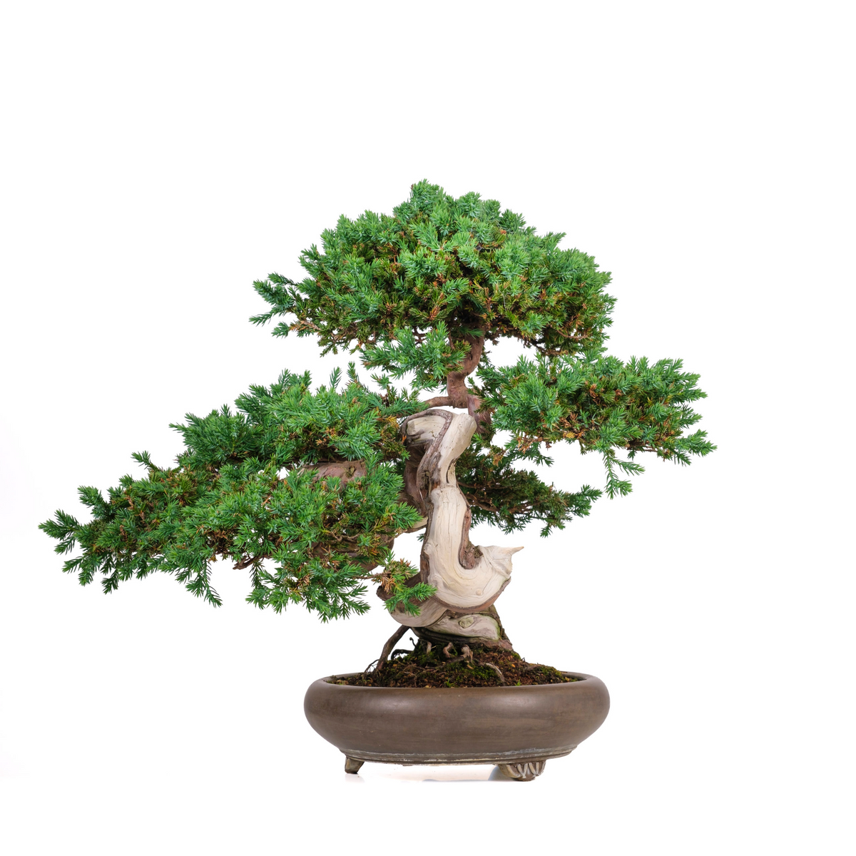 Juniperus procumbens (enebær) nr. 6, højde ~50 cm