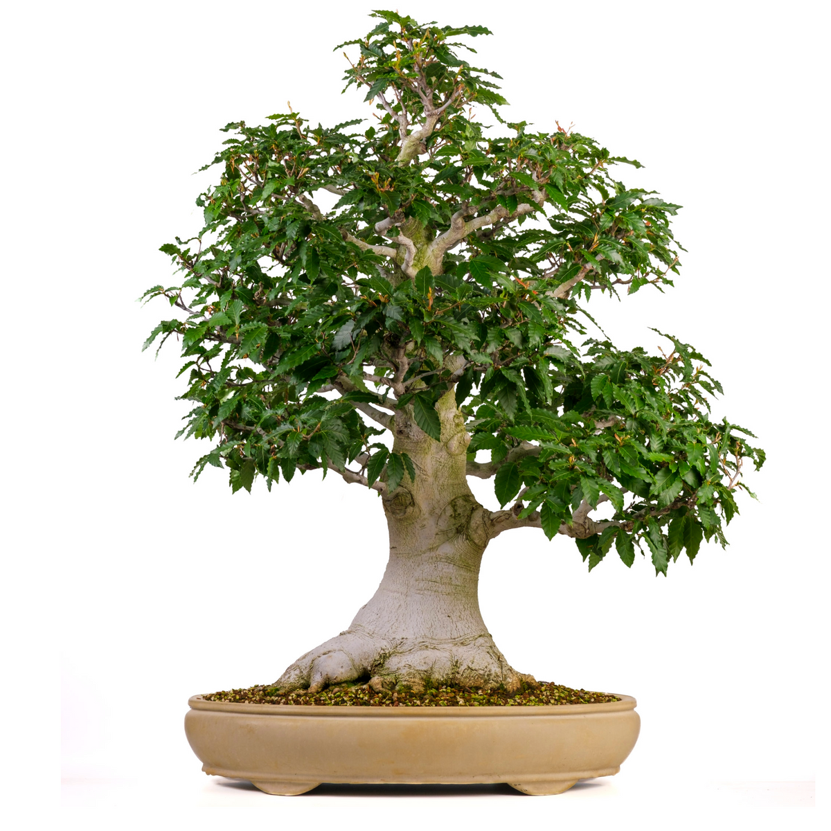 Fagus crenata (Japansk bøg) nr. 117, højde ~95cm