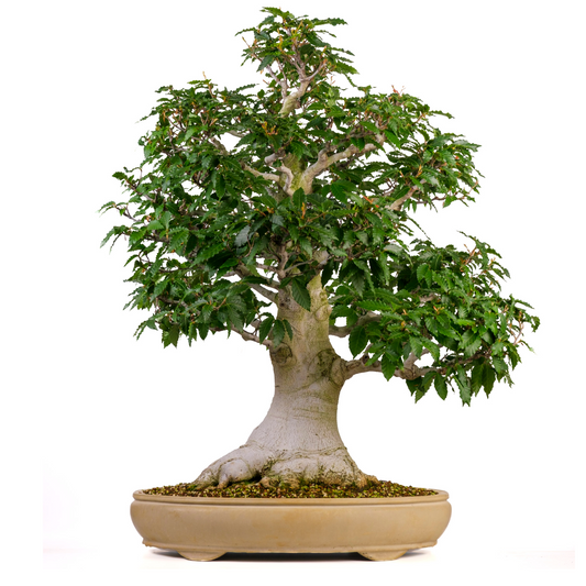 Fagus crenata (Japansk bøg) nr. 117, højde ~95cm
