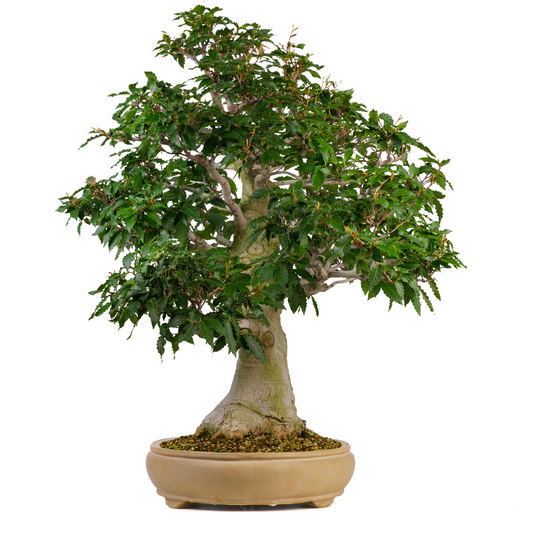 Fagus crenata (Japansk bøg) nr. 117, højde ~95cm