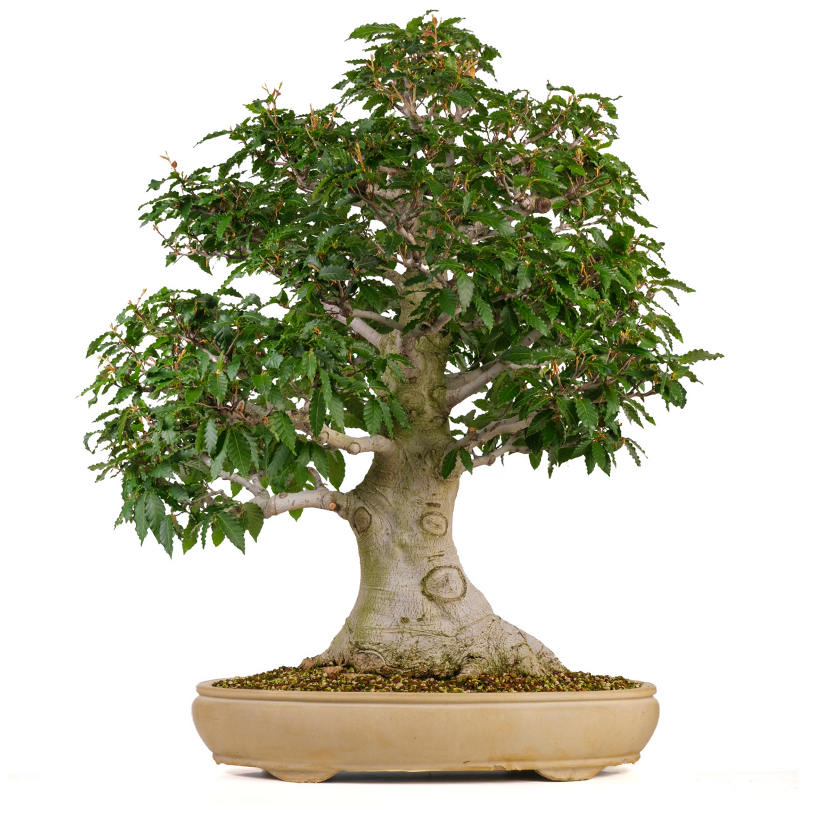 Fagus crenata (Japansk bøg) nr. 117, højde ~95cm