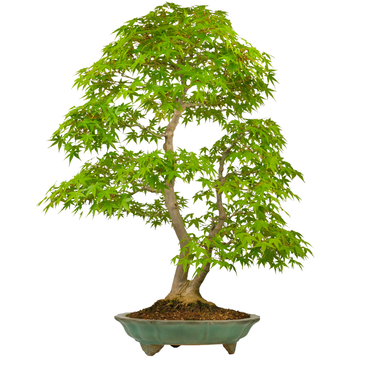 Acer palmatum (Japansk løn) nr. 43, højde ~82 cm