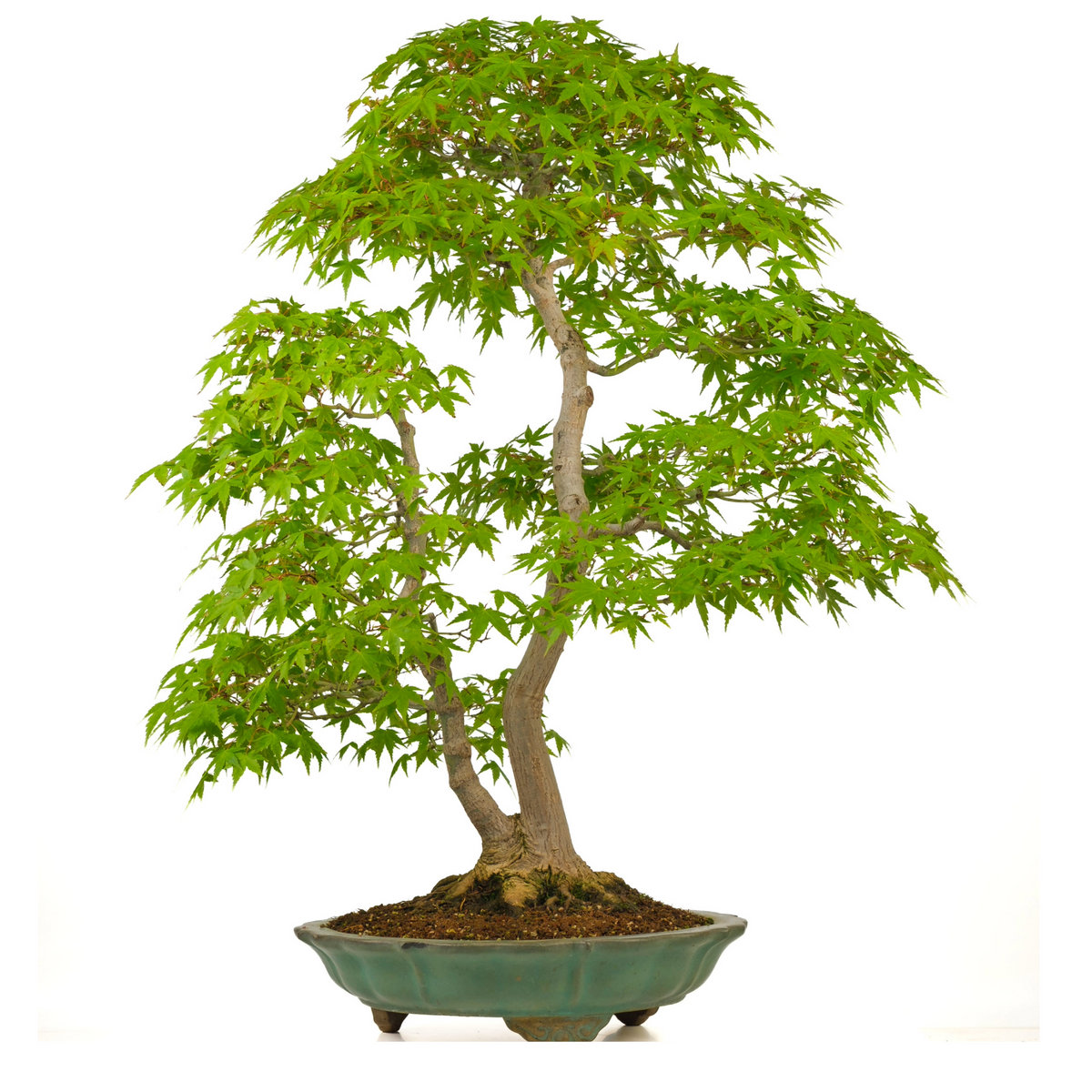 Acer palmatum (Japansk løn) nr. 43, højde ~82 cm