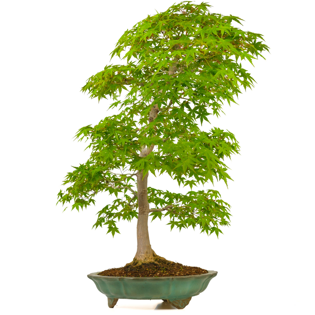 Acer palmatum (Japansk løn) nr. 43, højde ~82 cm