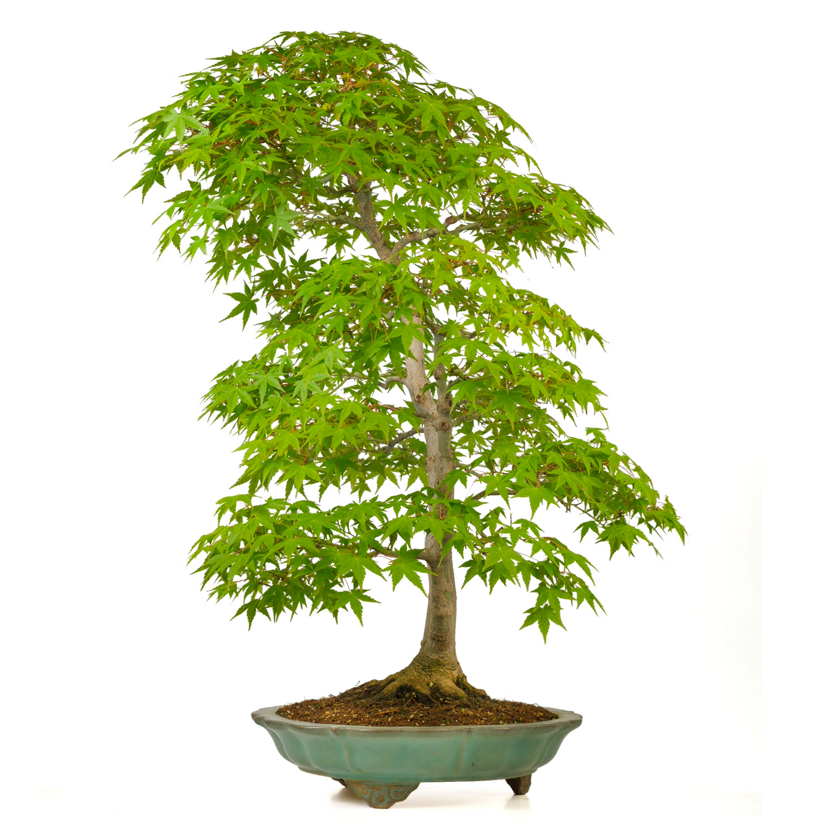 Acer palmatum (Japansk løn) nr. 43, højde ~82 cm