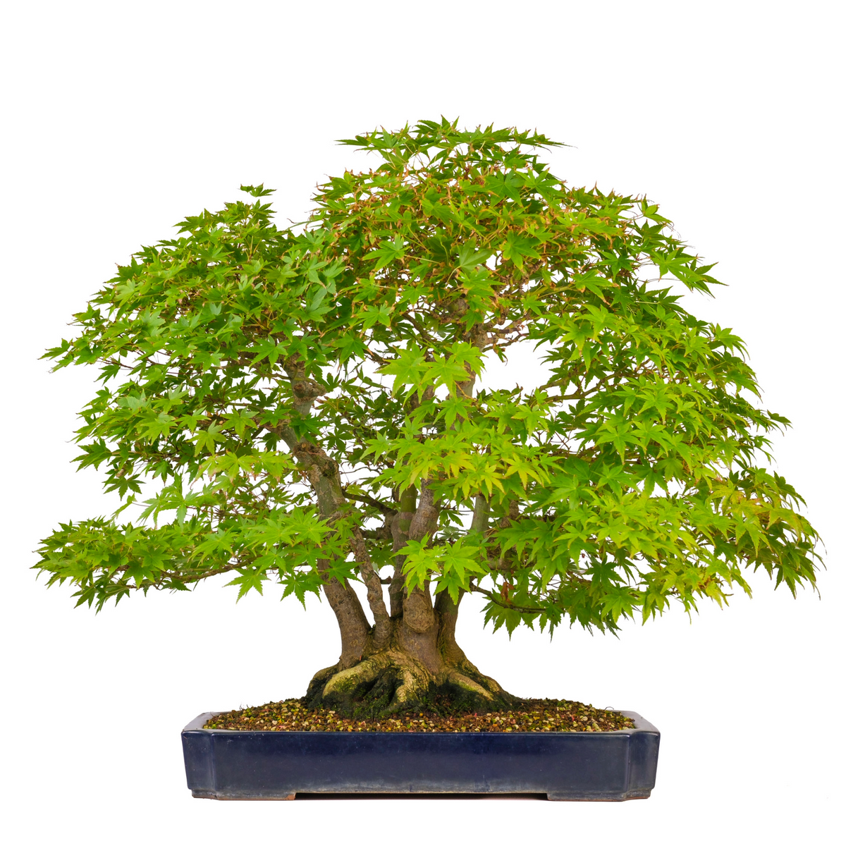 Acer palmatum (Japansk ahorn) nr. 17, højde ~66cm