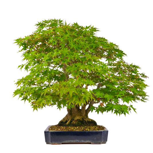 Acer palmatum (Japansk ahorn) nr. 17, højde ~66cm