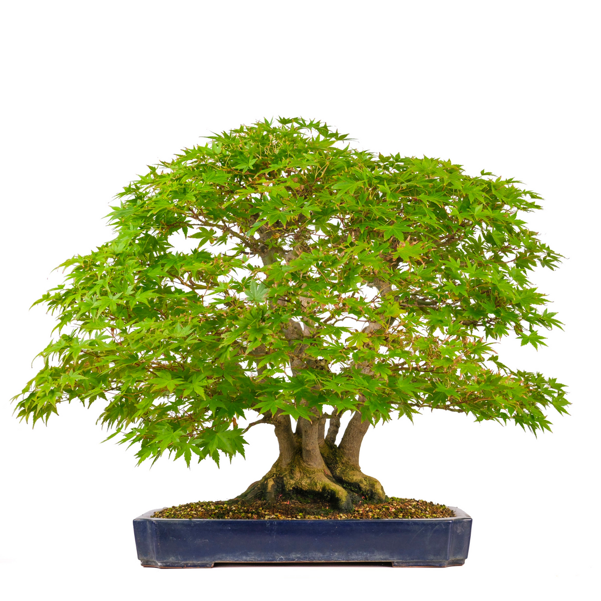 Acer palmatum (Japansk ahorn) nr. 17, højde ~66cm