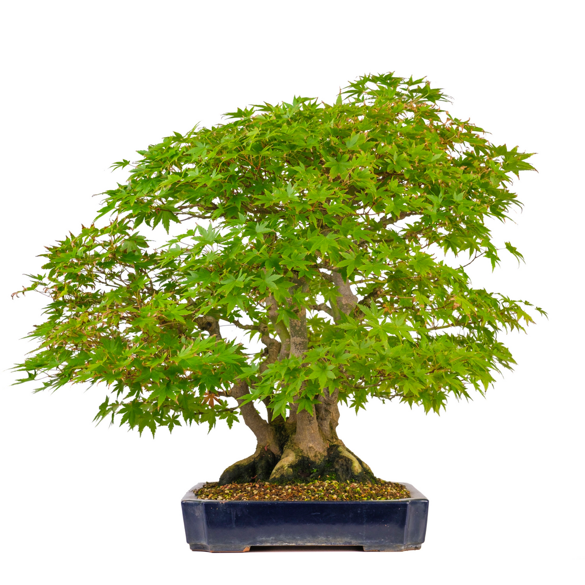 Acer palmatum (Japansk ahorn) nr. 17, højde ~66cm