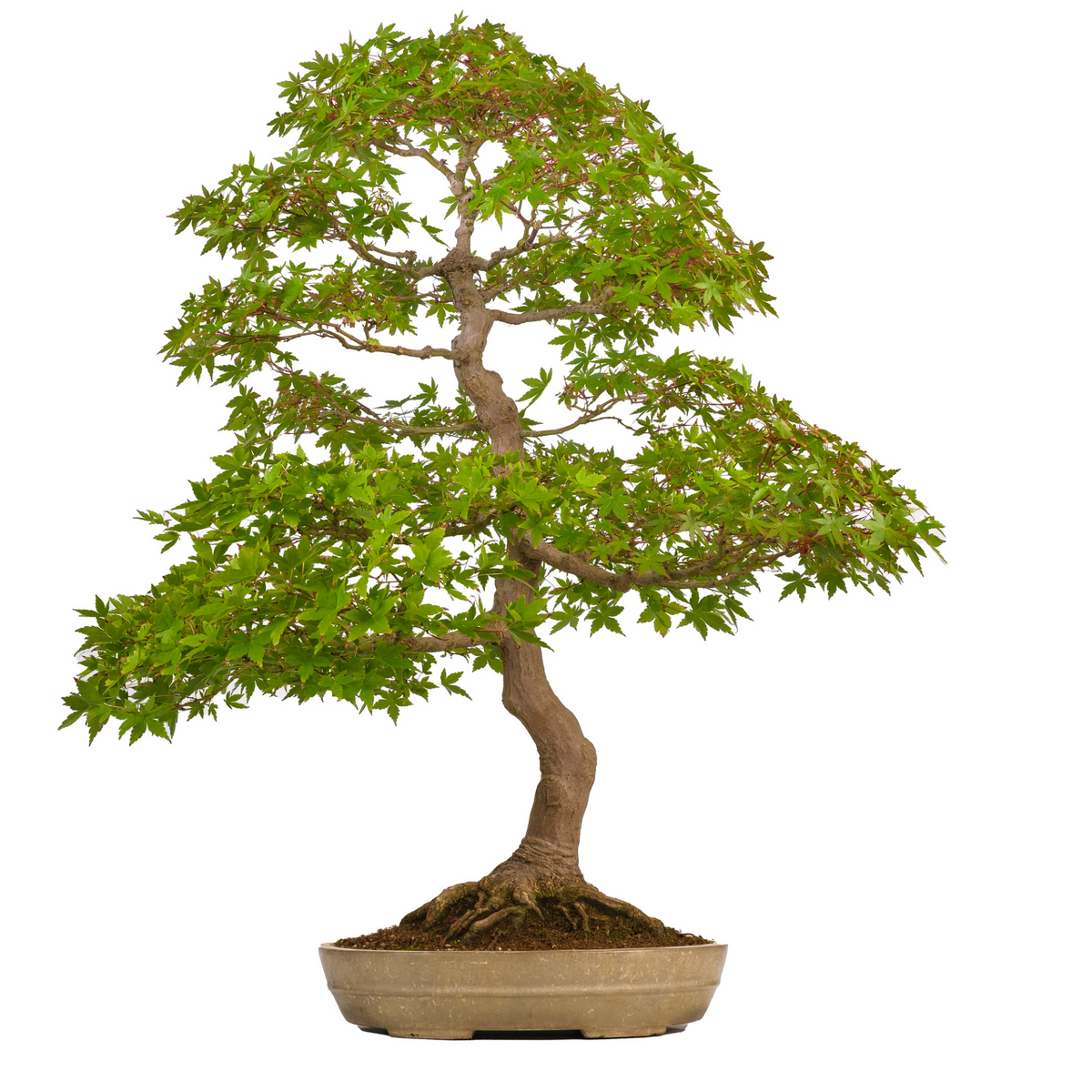 Acer palmatum (Japansk løn) nr. 39, højde ~90 cm