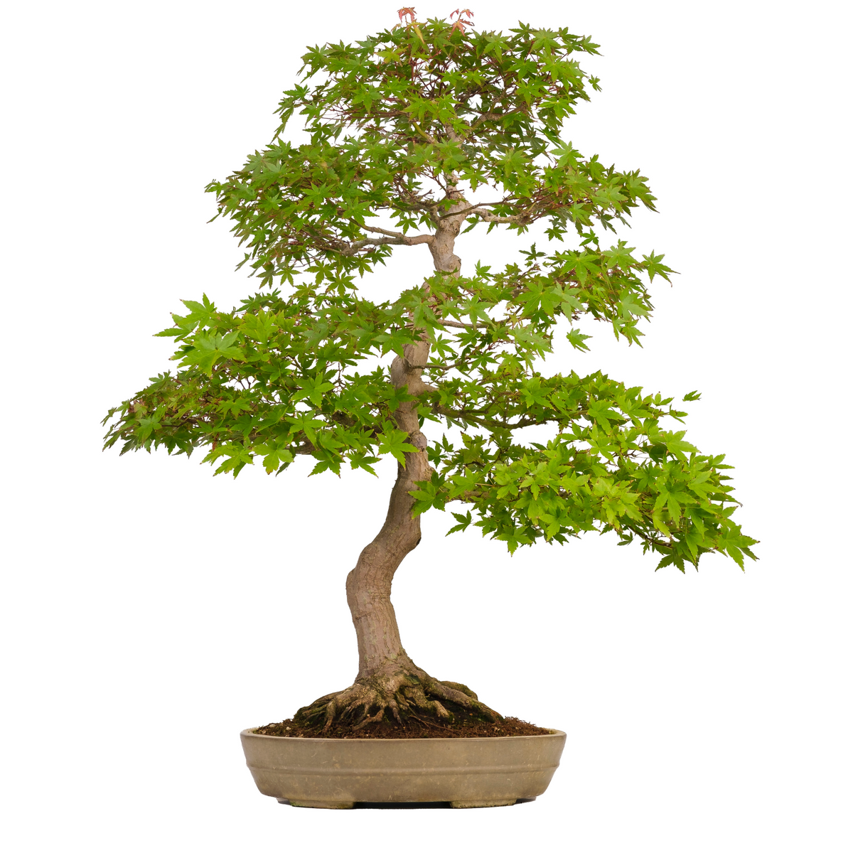 Acer palmatum (Japansk løn) nr. 39, højde ~90 cm