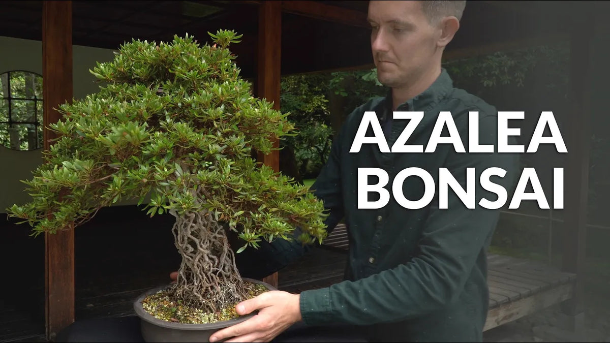 Indlæs video: Video om pasning af Azalea-bonsai