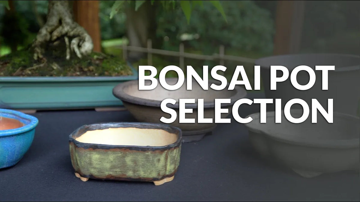 Indlæs video: Video om valg af en bonsaipotte