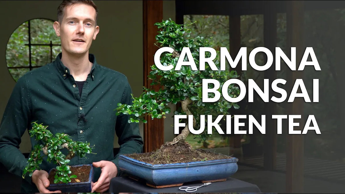 Indlæs video: Video om pleje af Carmona Bonsai