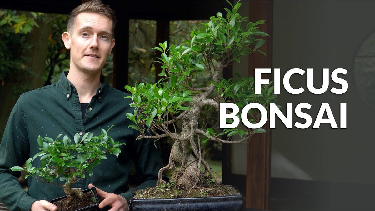 Indlæs video: Video om pleje af Ficus Bonsai