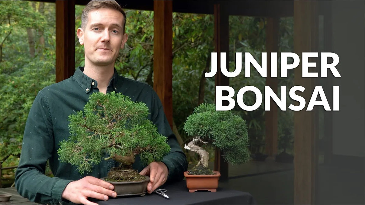 Indlæs video: Video om pleje af enebær-bonsai