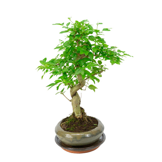 Ligustrum sinensis Bonsai i grøn potte 24 cm, højde ~40 cm