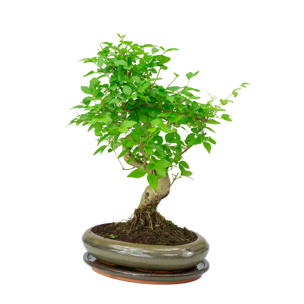 Ligustrum sinensis Bonsai i grøn potte 24 cm, højde ~40 cm