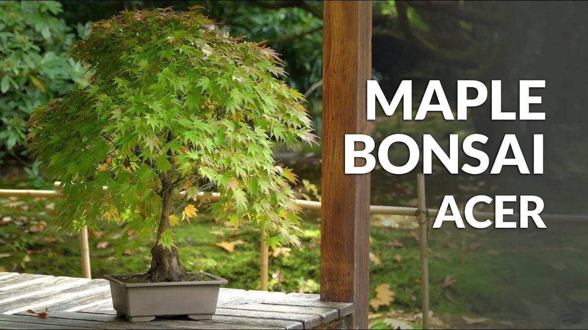 Indlæs video: Video om pasning af ahorn-bonsai