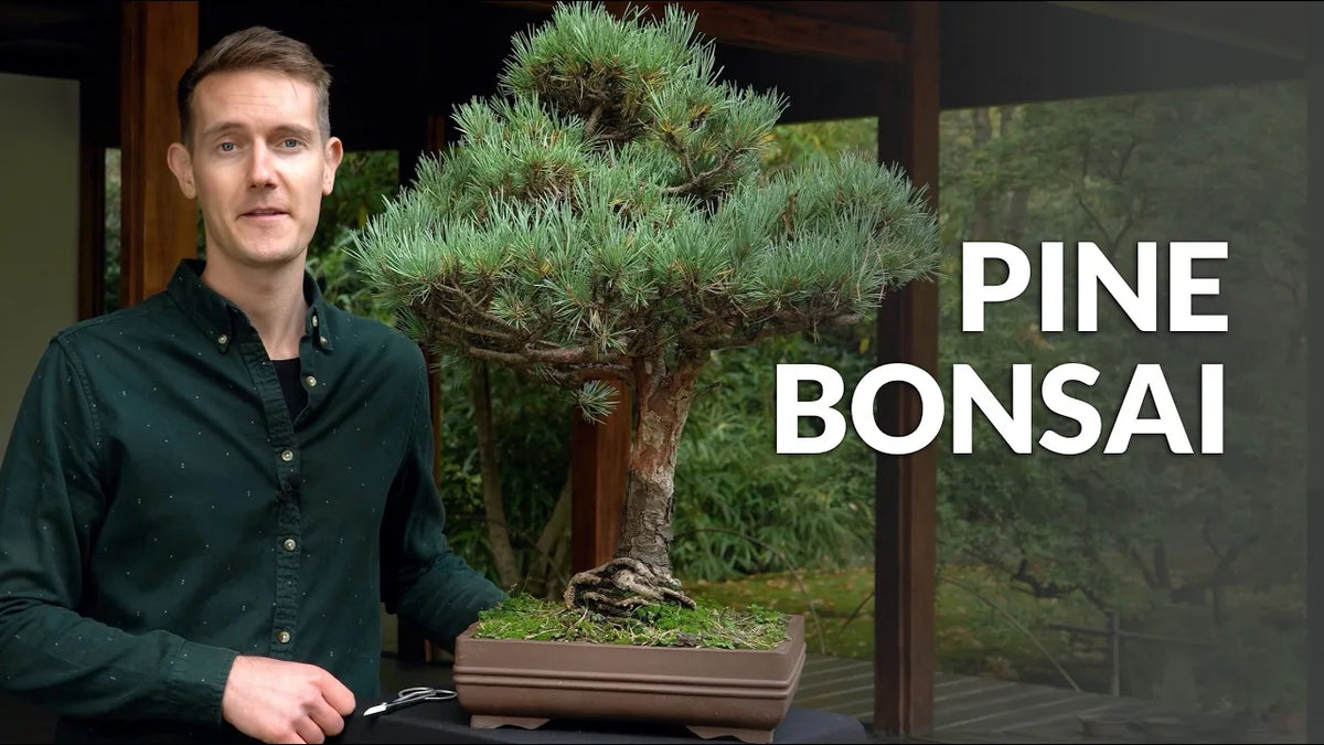 Indlæs video: Video om pleje af Pinus-bonsai